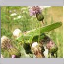 Tettigonia viridissima - Gruenes Heupferd 02.jpg